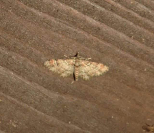 vöröscsíkos törpearaszoló - Gymnoscelis rufifasciata