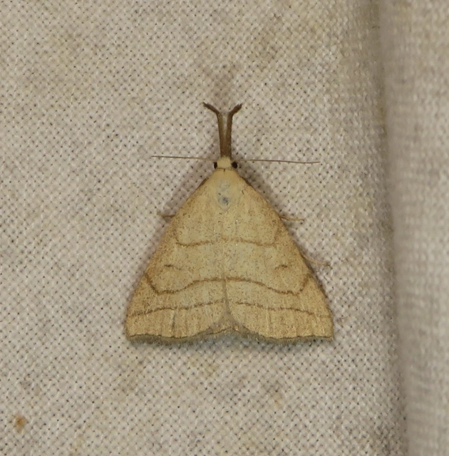 sötétaljú karcsúbagoly - Polypogon tentacularia