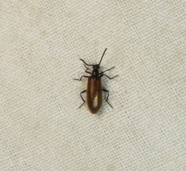 réti gyapjasbogár - Lagria hirta