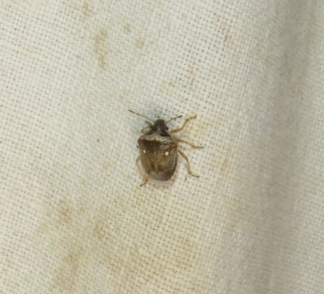Eysarcoris Eysarcoris