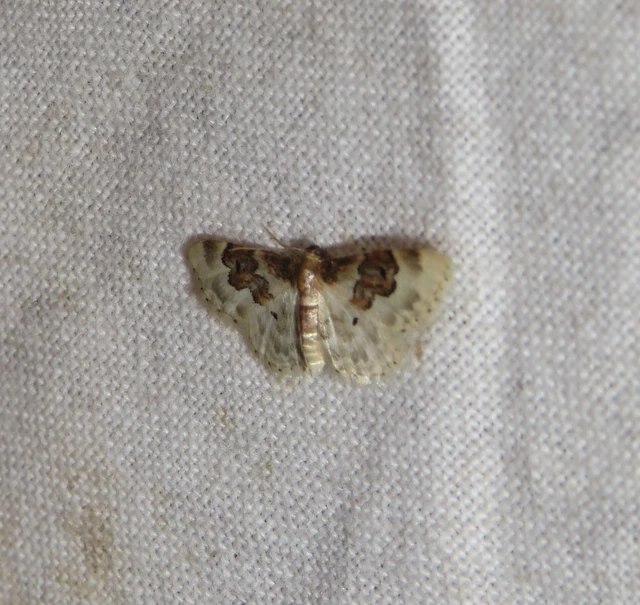 tarka apróaraszoló - Idaea rusticata