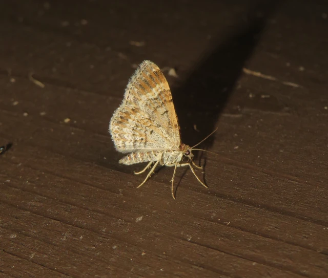 galaj-tarkaaraszoló - Epirrhoe alternata