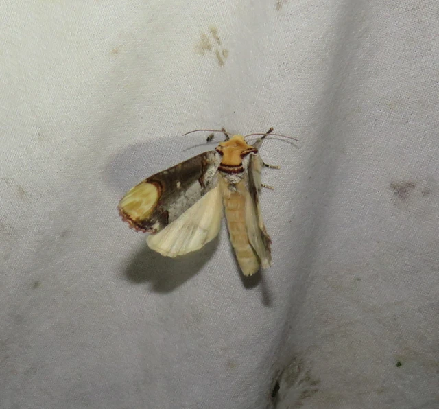 sárgafoltos púposszövő - Phalera bucephala