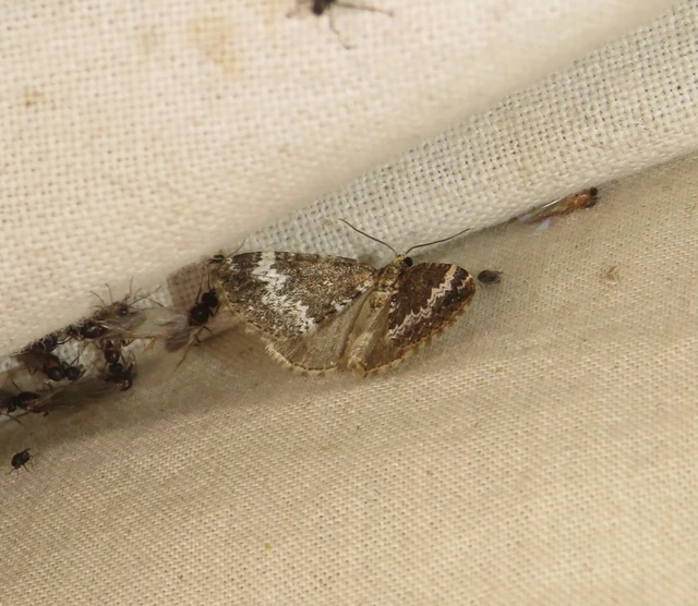 árvacsalán-araszoló - Perizoma alchemillata