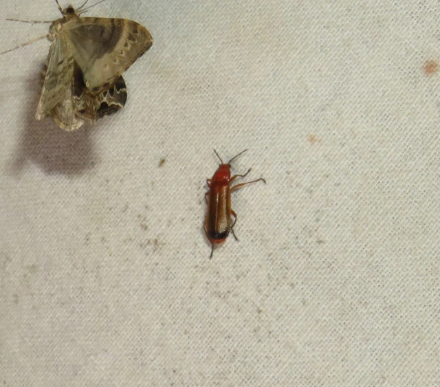 Rhagonycha fulva - feketevégű lágybogár