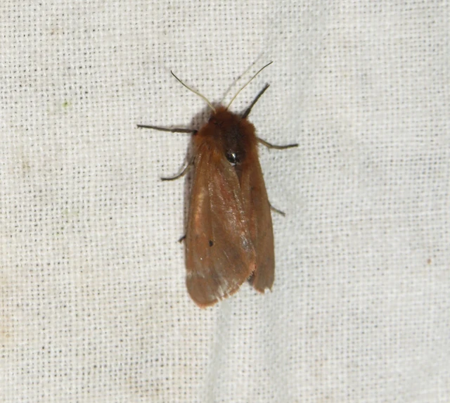 Phragmatobia fuliginosa - füstös medvelepke