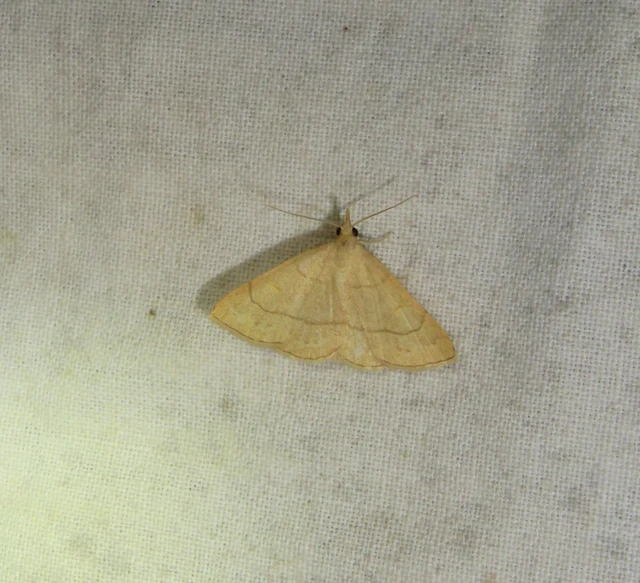 Paracolax tristalis - sárgás karcsúbagoly