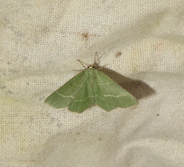 Chlorissa cloraria - sárgászöld araszoló
