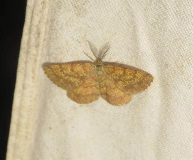 Ematurga atomaria - barna rétiaraszoló