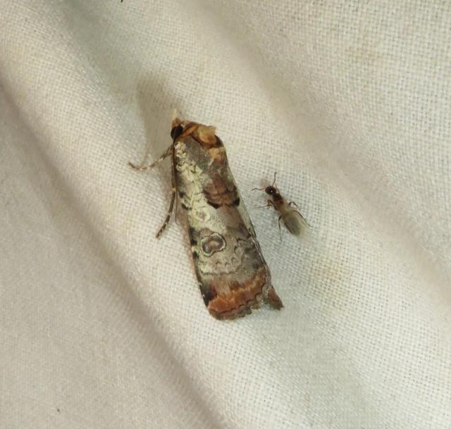 karcsú sárgafűbagoly - Epilecta linogrisea