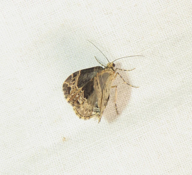 barna tarkaaraszoló - Ecliptopera silaceata