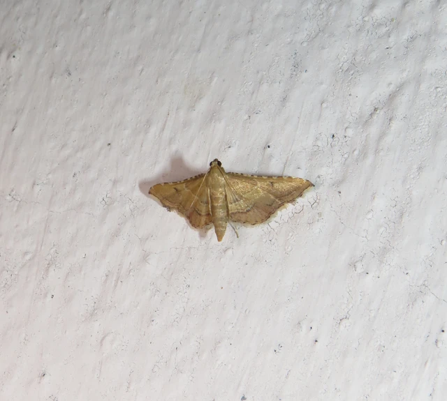 tüzesszárnyú fényilonca - Endotricha flammealis