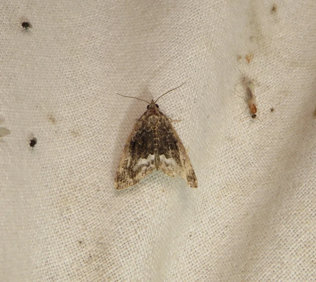 fehérsávos apróbagoly - Protodeltote pygarga