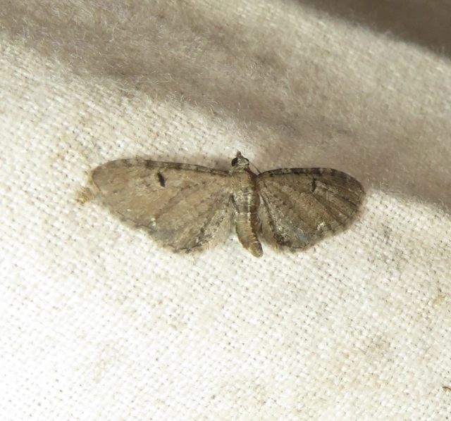 üröm-törpearaszoló - Eupithecia absinthiata