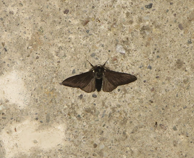 Biston betularia - szürkepettyes araszoló