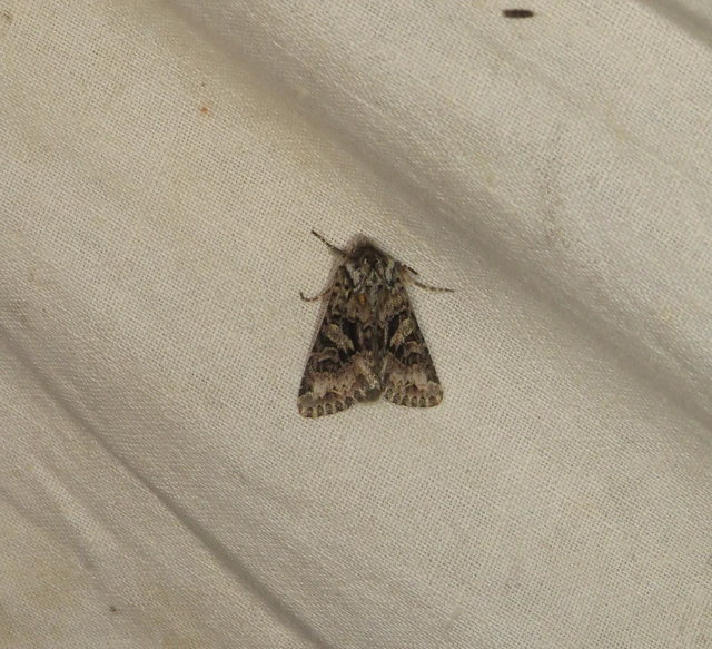 hamvas kertibagoly - Hada plebeja