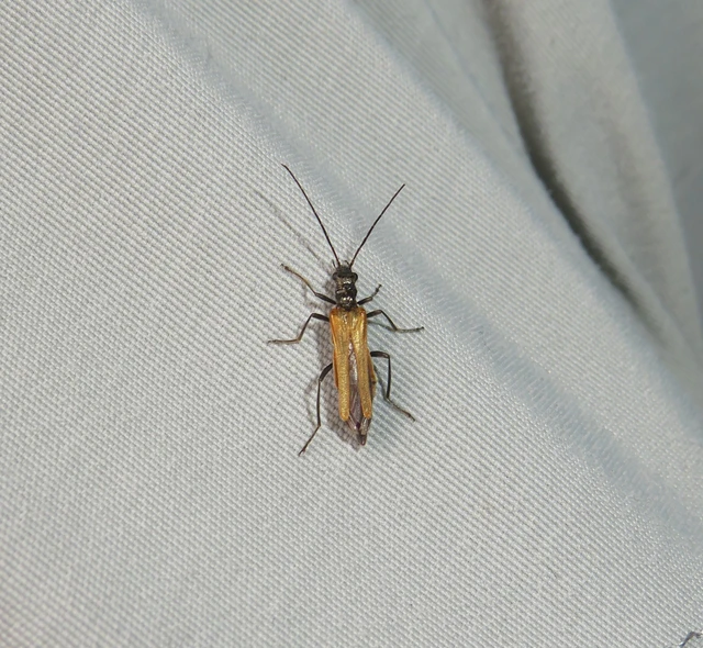 sárgahátú álcincér - Oedemera femorata