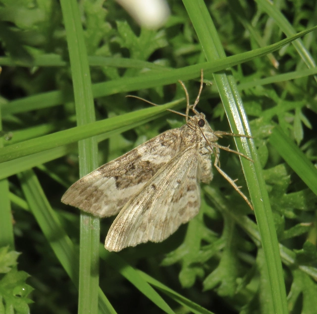 galaj-tarkaaraszoló - Epirrhoe alternata