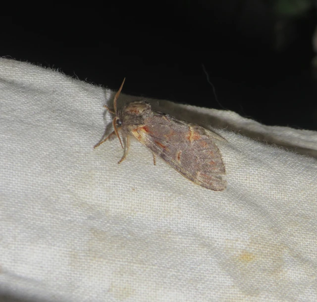 Notodonta dromedarius - tevehátú púposszövő