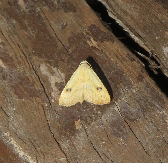 Rivula sericealis - selymes lórombagoly