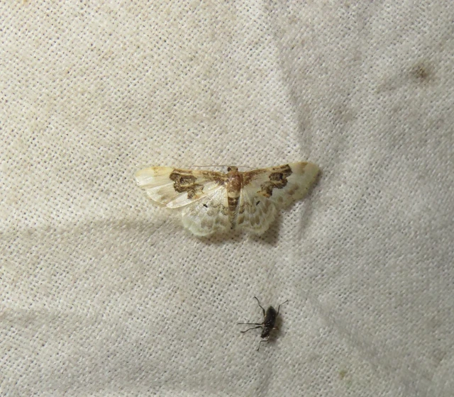 tarka apróaraszoló - Idaea rusticata