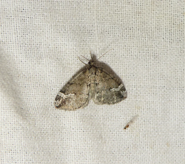 rövidsávos araszoló - Perizoma lugdunaria