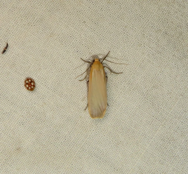 lapos zuzmószövő - Eilema depressa