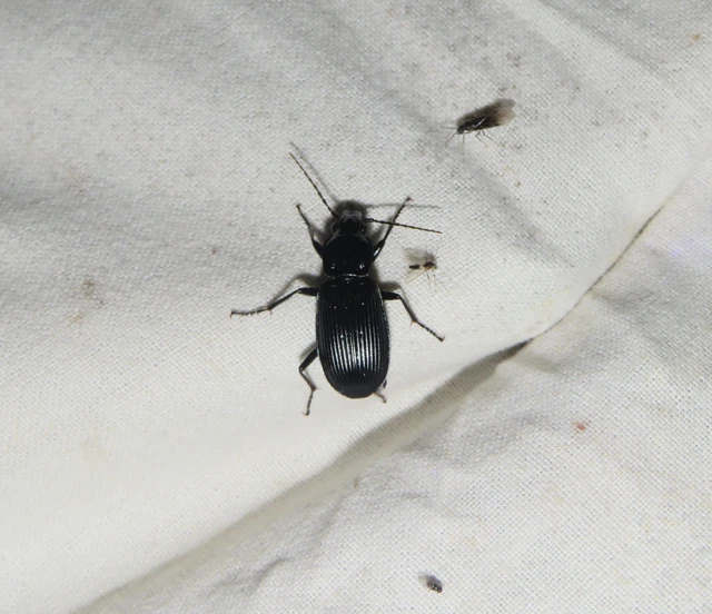 komor gyászfutó - Pterostichus niger