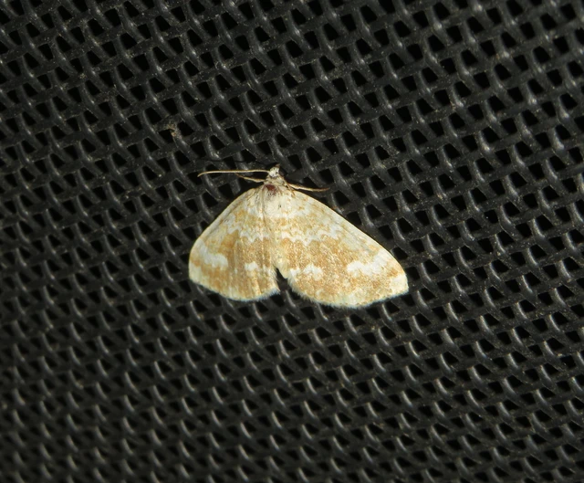 sárgasávos fehéraraszoló - Perizoma flavofasciata