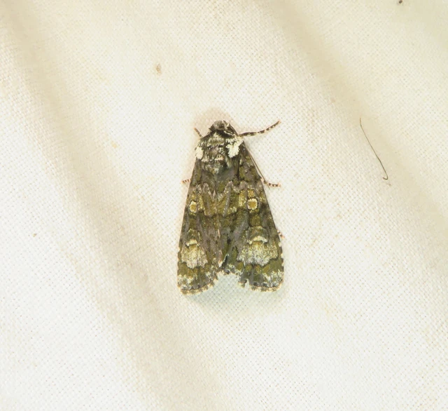 Craniophora ligustri - fagyalbagoly