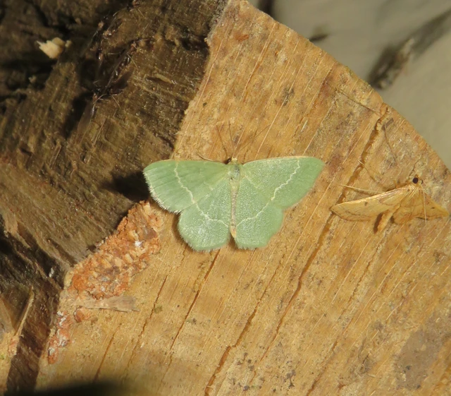 Chlorissa cloraria - sárgászöld araszoló