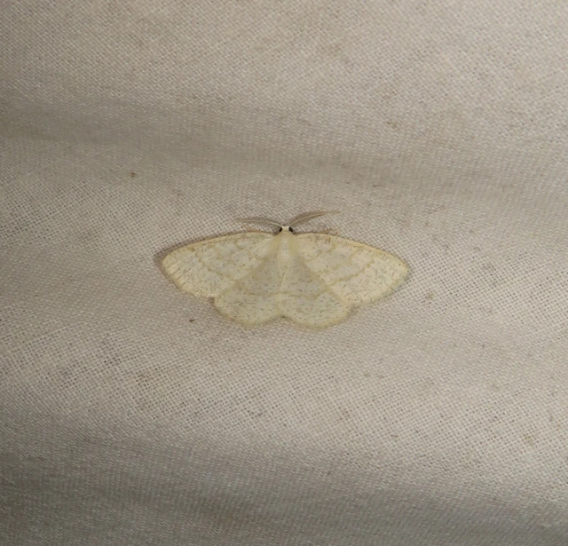 pettyes égeraraszoló - Cabera exanthemata