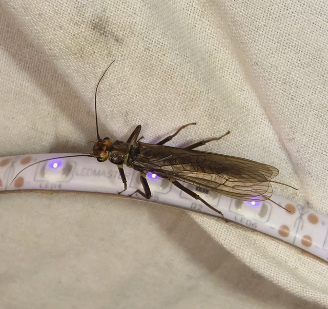 Plecoptera - Álkérészek