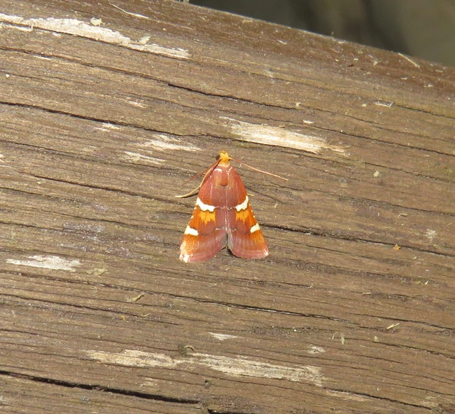 pompás fényilonca - Pyralis regalis