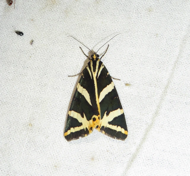 csíkos medvelepke - Euplagia quadripunctaria