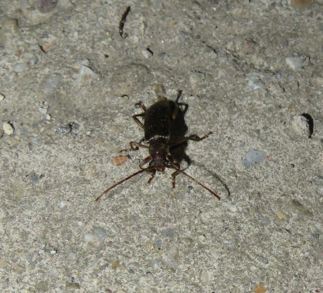 szállóvendég éjicincér - Trichoferus campestris