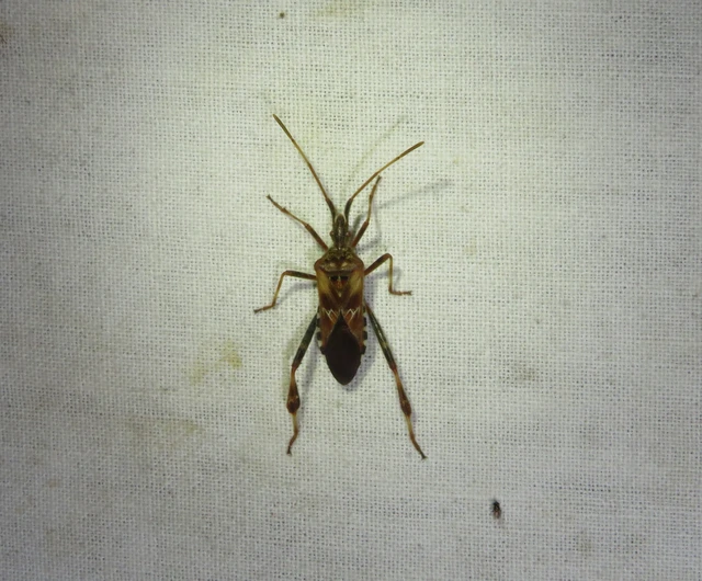 nyugati levéllábú poloska - Leptoglossus occidentalis