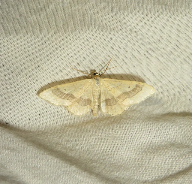 nagy sávosaraszoló - Idaea aversata