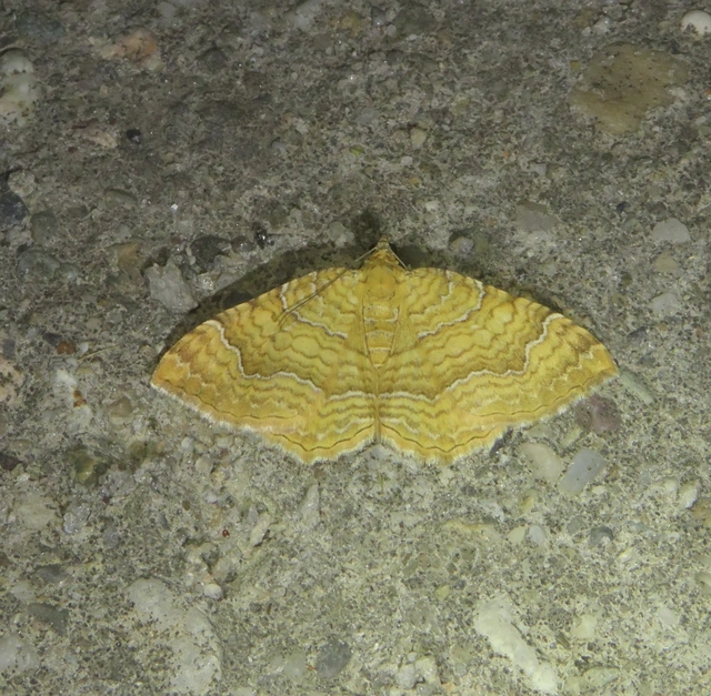 Camptogramma bilineata - kétvonalas sávosaraszoló