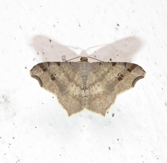 Macaria alternata - közönséges szürkearaszoló