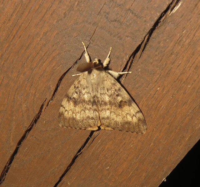 gyapjaslepke - Lymantria dispar