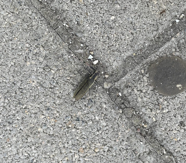 sárgagyűrűs bogáncscincér - Agapanthia dahli