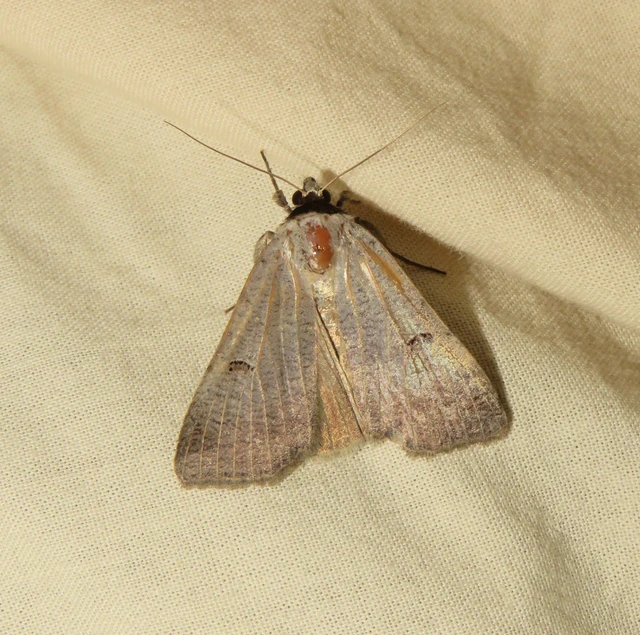 gyakori csüdfűbagoly - Lygephila craccae