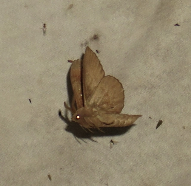 fenyőpohók - Dendrolimus pini