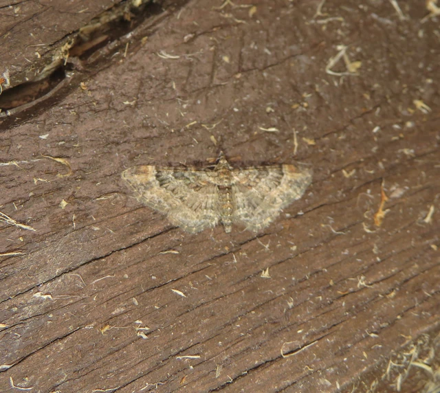 Gymnoscelis rufifasciata - vöröscsíkos törpearaszoló