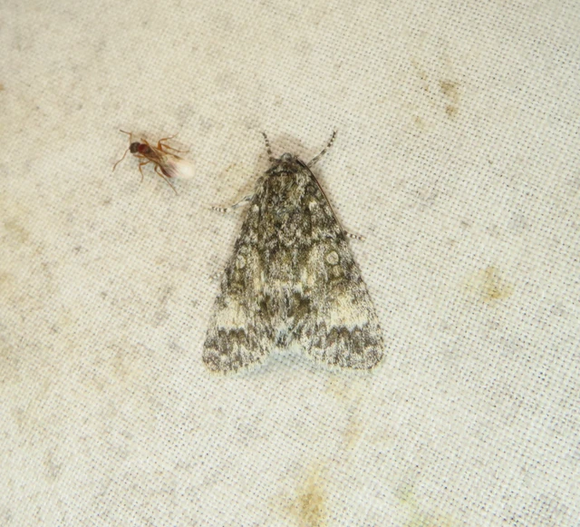 nagyfejű szigonyosbagoly - Acronicta megacephala