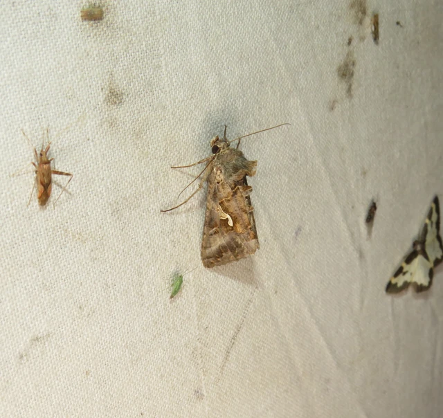 Autographa gamma - gammalepke