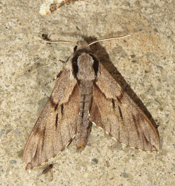 Hyloicus pinastri - fenyőszender