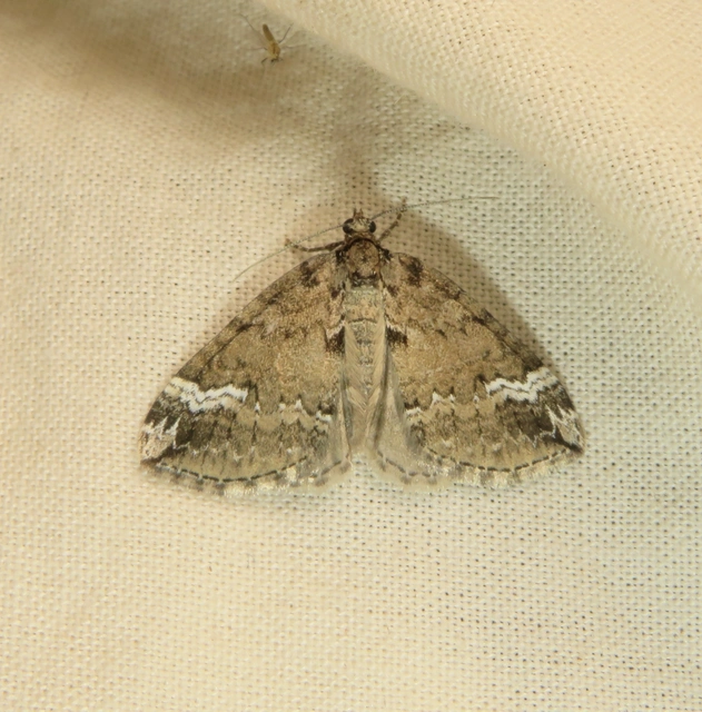 rövidsávos araszoló - Perizoma lugdunaria