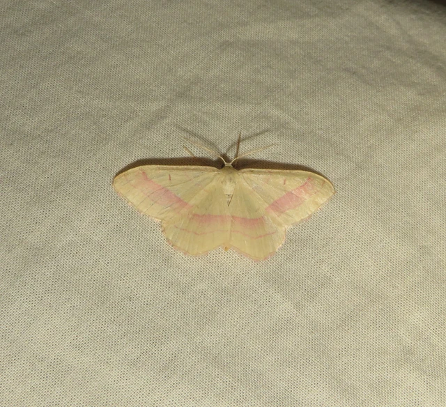 pirosszélű araszoló - Rhodostrophia vibicaria